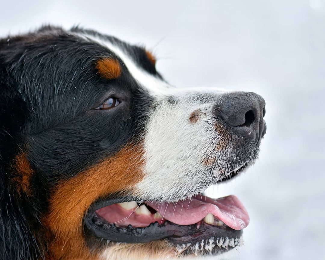16 Cool Facts About Bernese Mountain Dogs 13 16 Cool Facts About Bernese Mountain Dogs 13