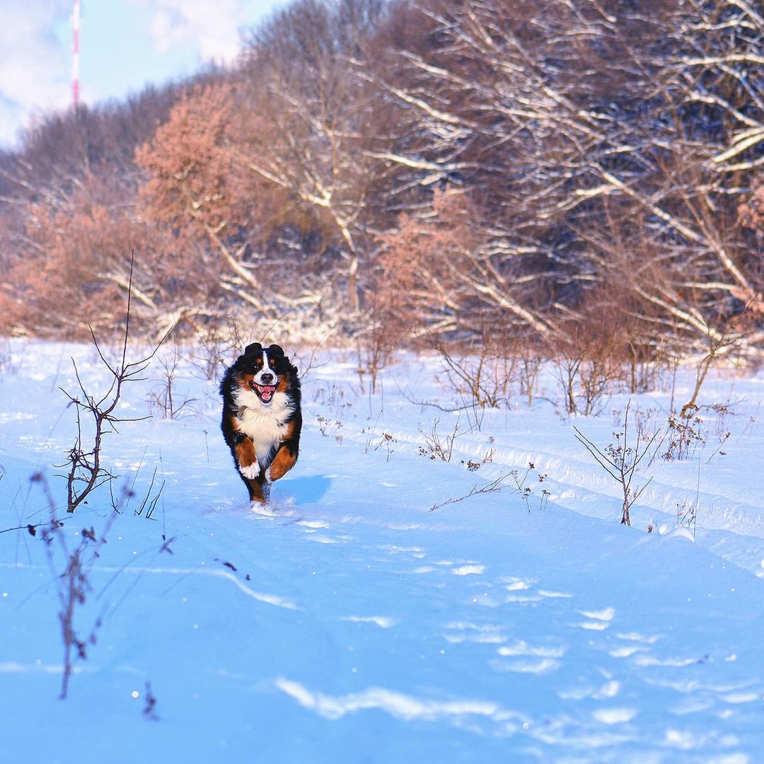 16 Cool Facts About Bernese Mountain Dogs 15 16 Cool Facts About Bernese Mountain Dogs 15