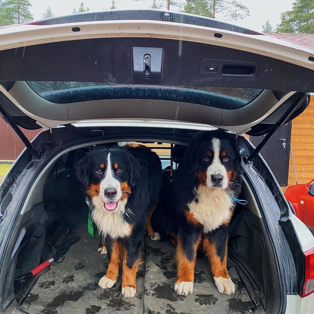 16 Cool Facts About Bernese Mountain Dogs 17 16 Cool Facts About Bernese Mountain Dogs 17