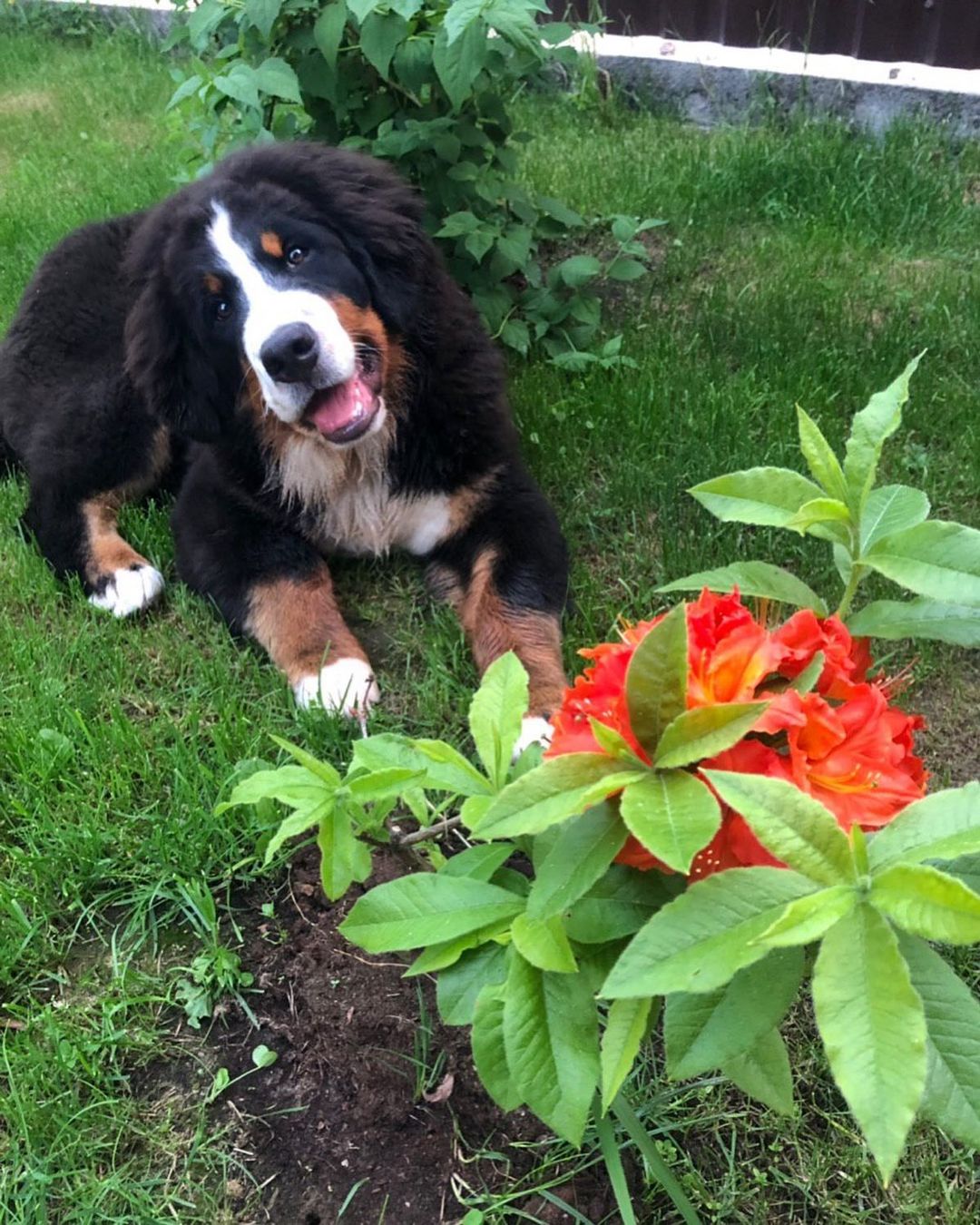 15 Interesting Facts About Bernese mountain dogs 9