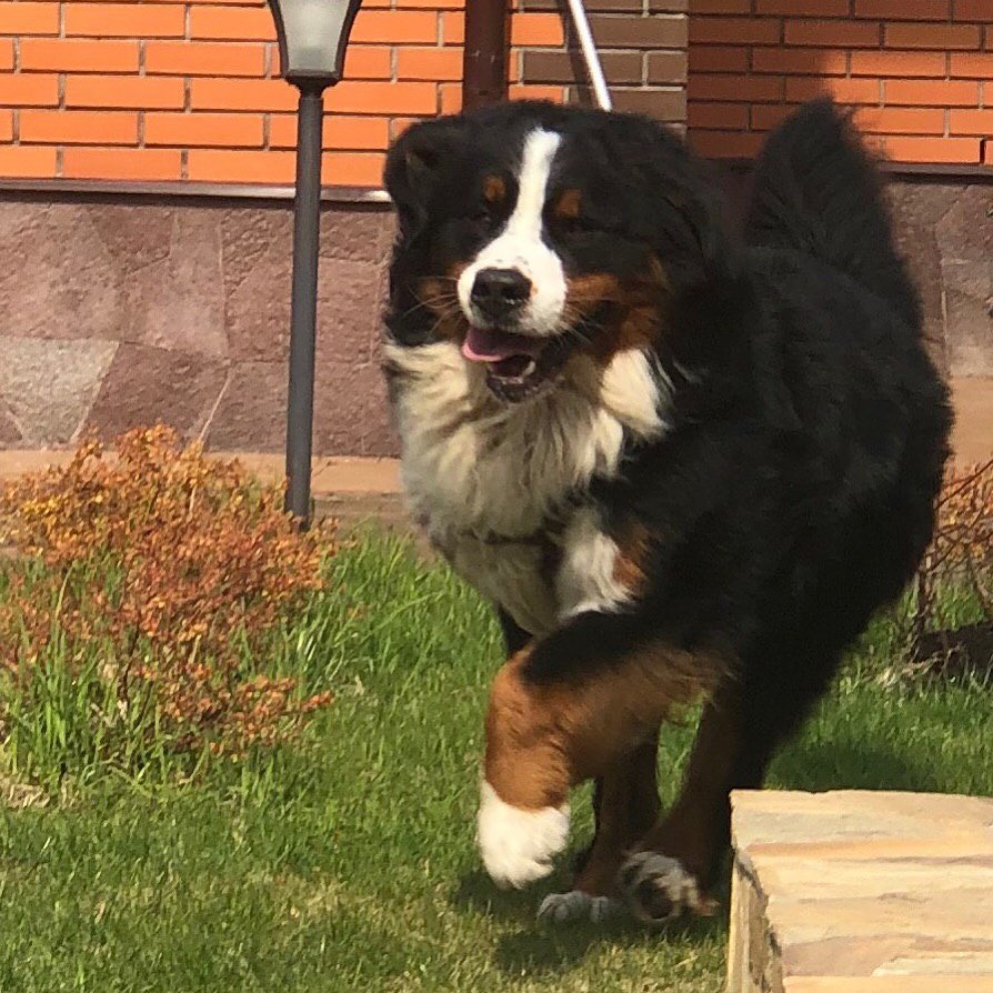15 Interesting Facts About Bernese mountain dogs 10