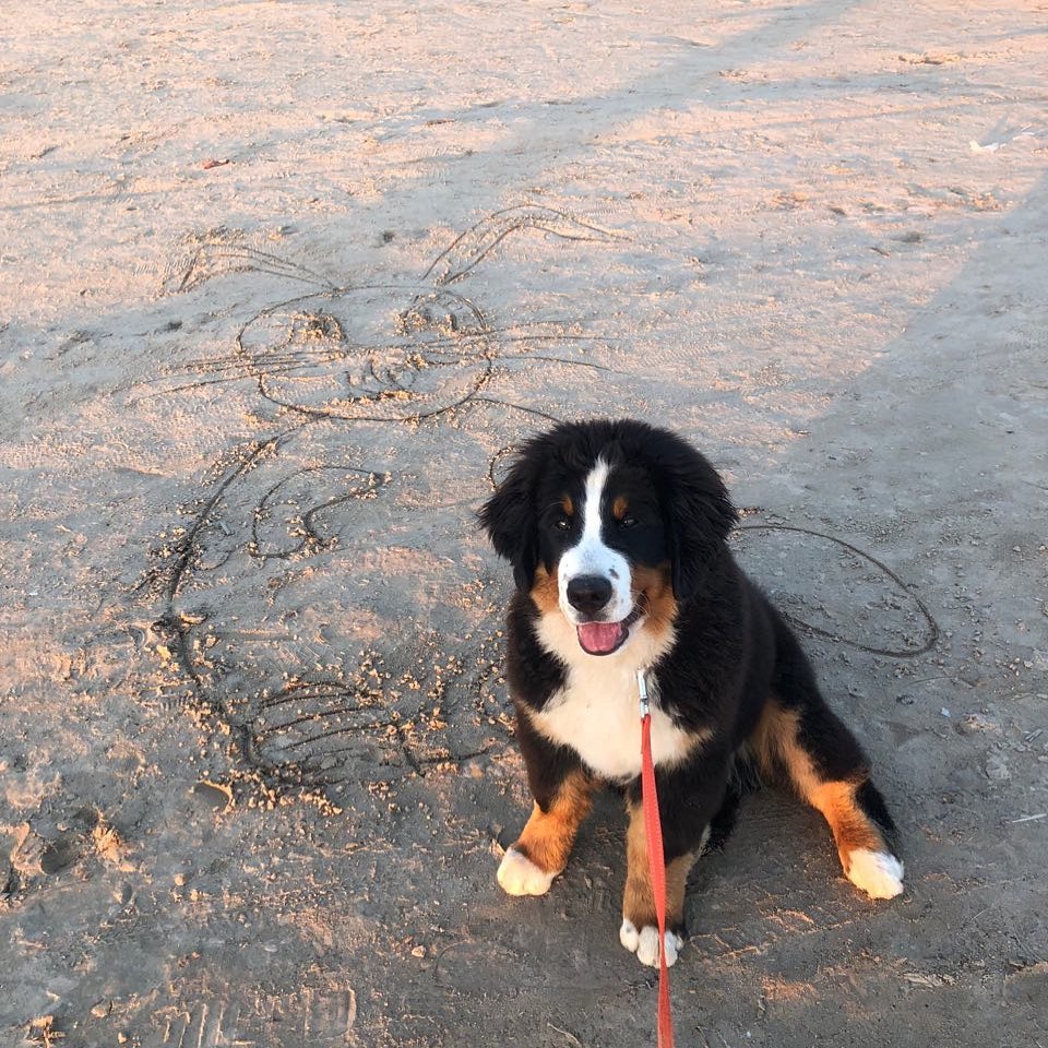 15 Interesting Facts About Bernese mountain dogs 11