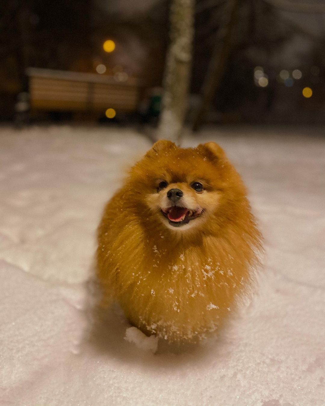15 Interesting Facts About Pomeranians 9