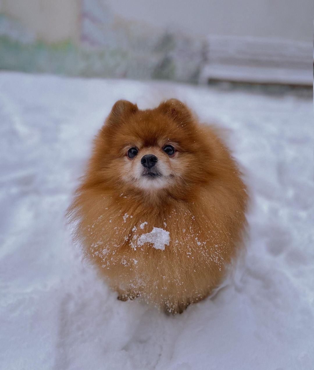 15 Interesting Facts About Pomeranians 10