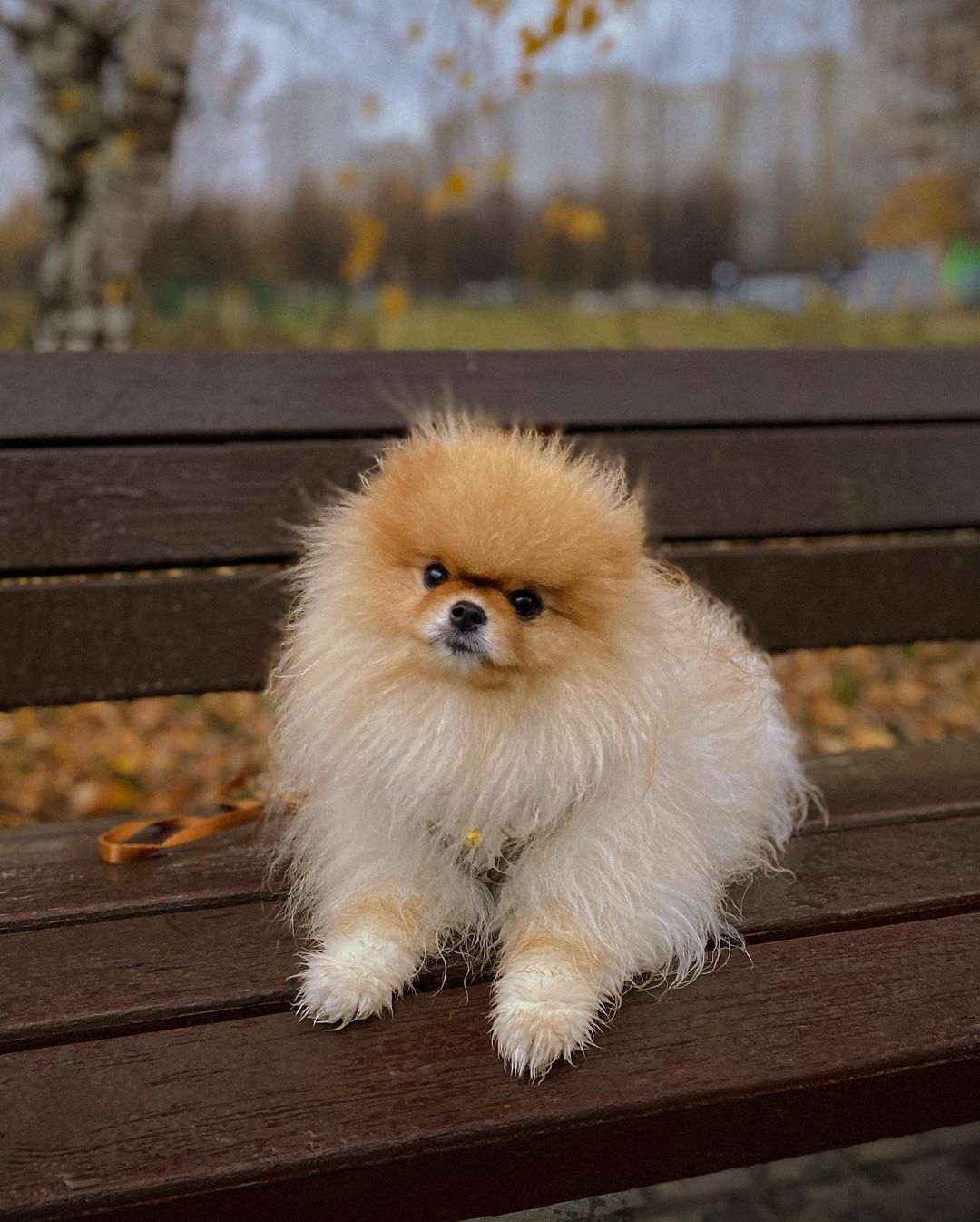 15 Interesting Facts About Pomeranians 11