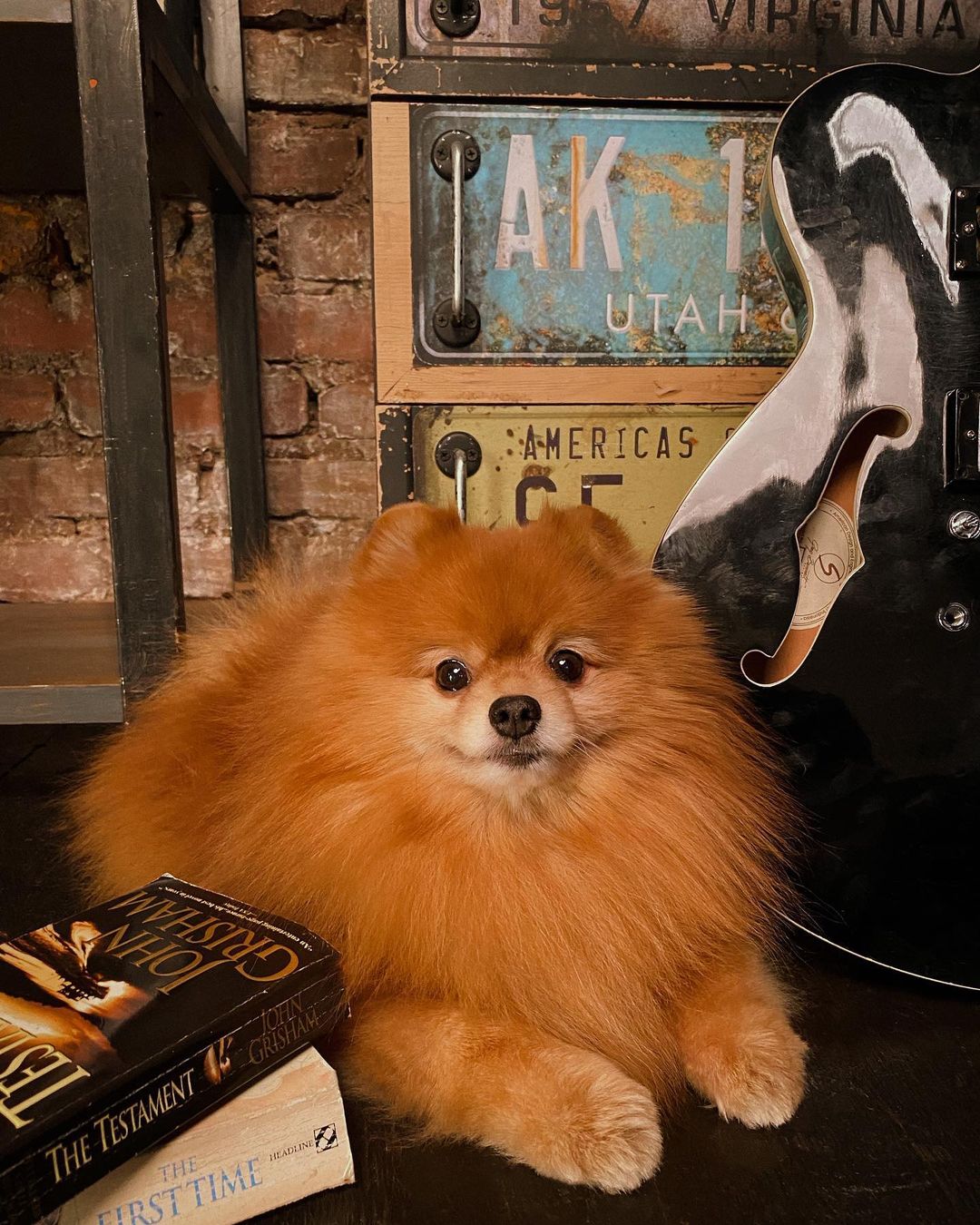 15 Interesting Facts About Pomeranians 9