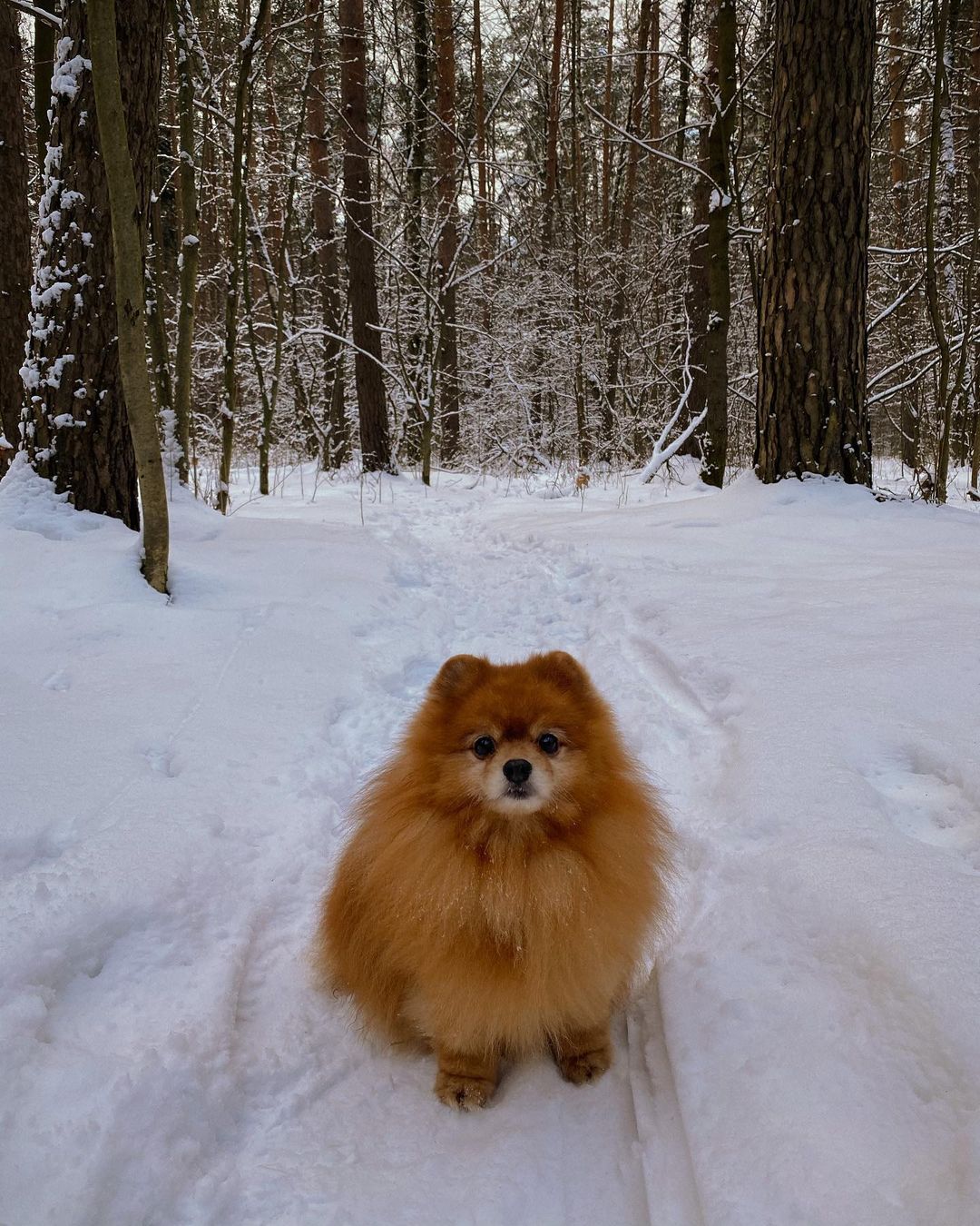 15 Interesting Facts About Pomeranians 11