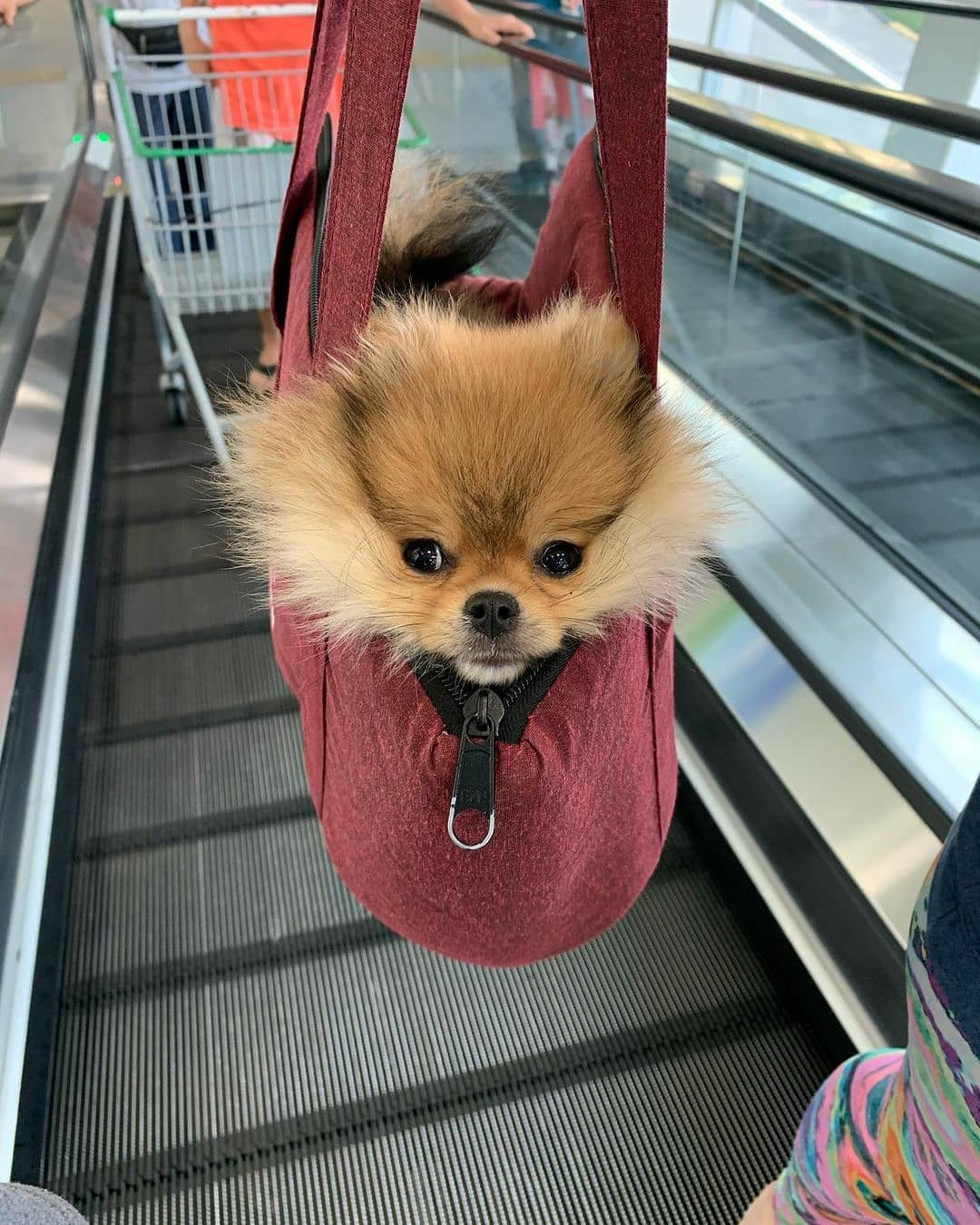 15 Amazing Facts About Pomeranians You Probably Never Knew 10