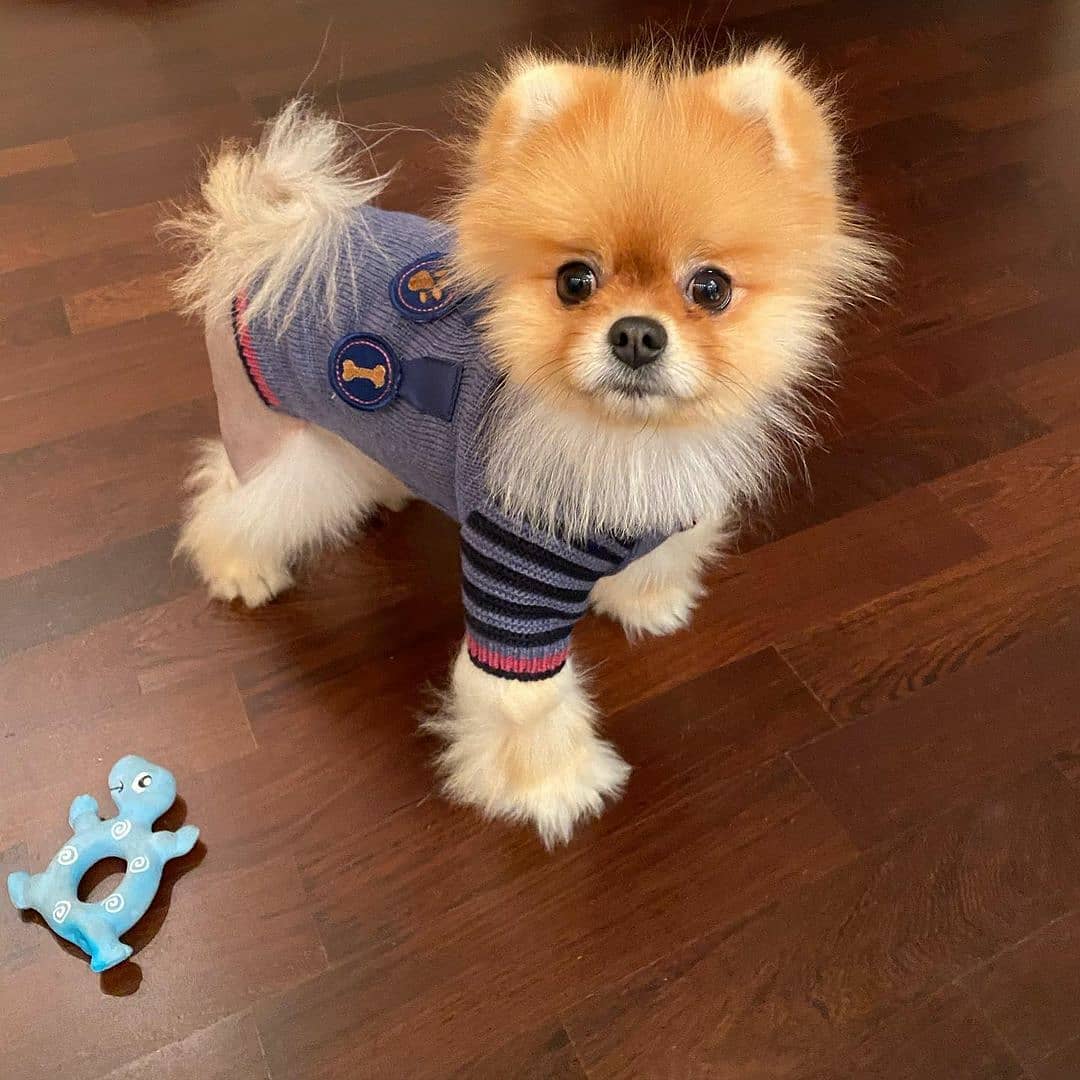 15 Amazing Facts About Pomeranians You Probably Never Knew 10