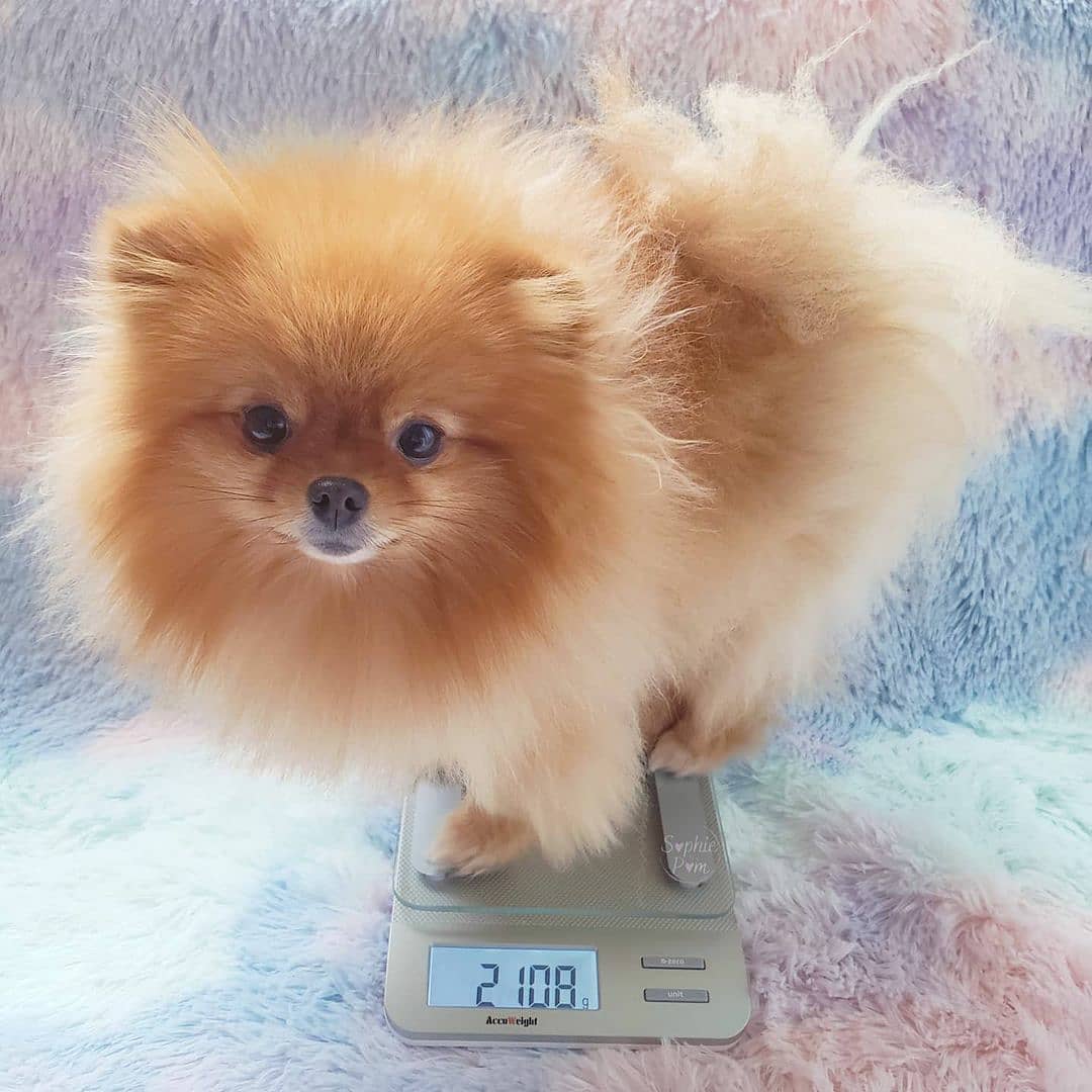 15 Amazing Facts About Pomeranians You Probably Never Knew 11