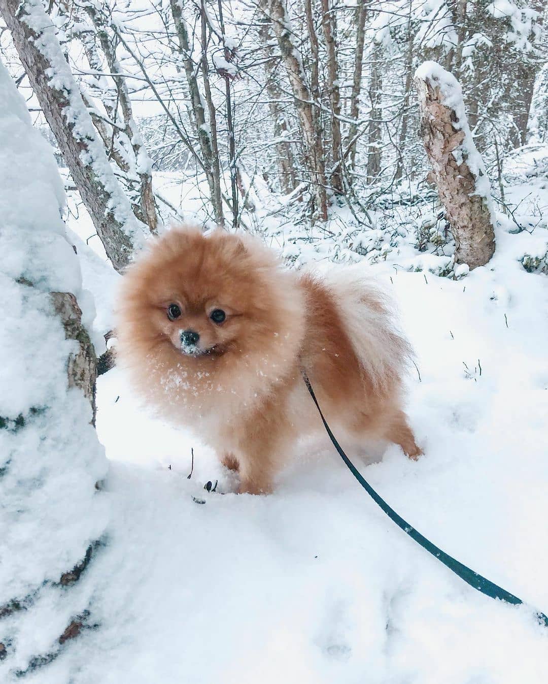 15 Amazing Facts About Pomeranians You Probably Never Knew 9