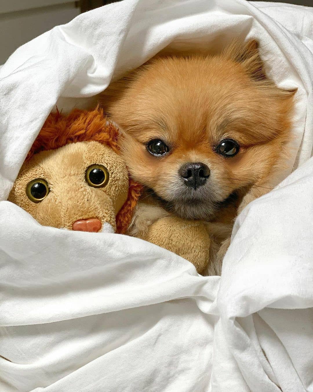 15 Cool Facts About Pomeranians 9 15 Cool Facts About Pomeranians 9