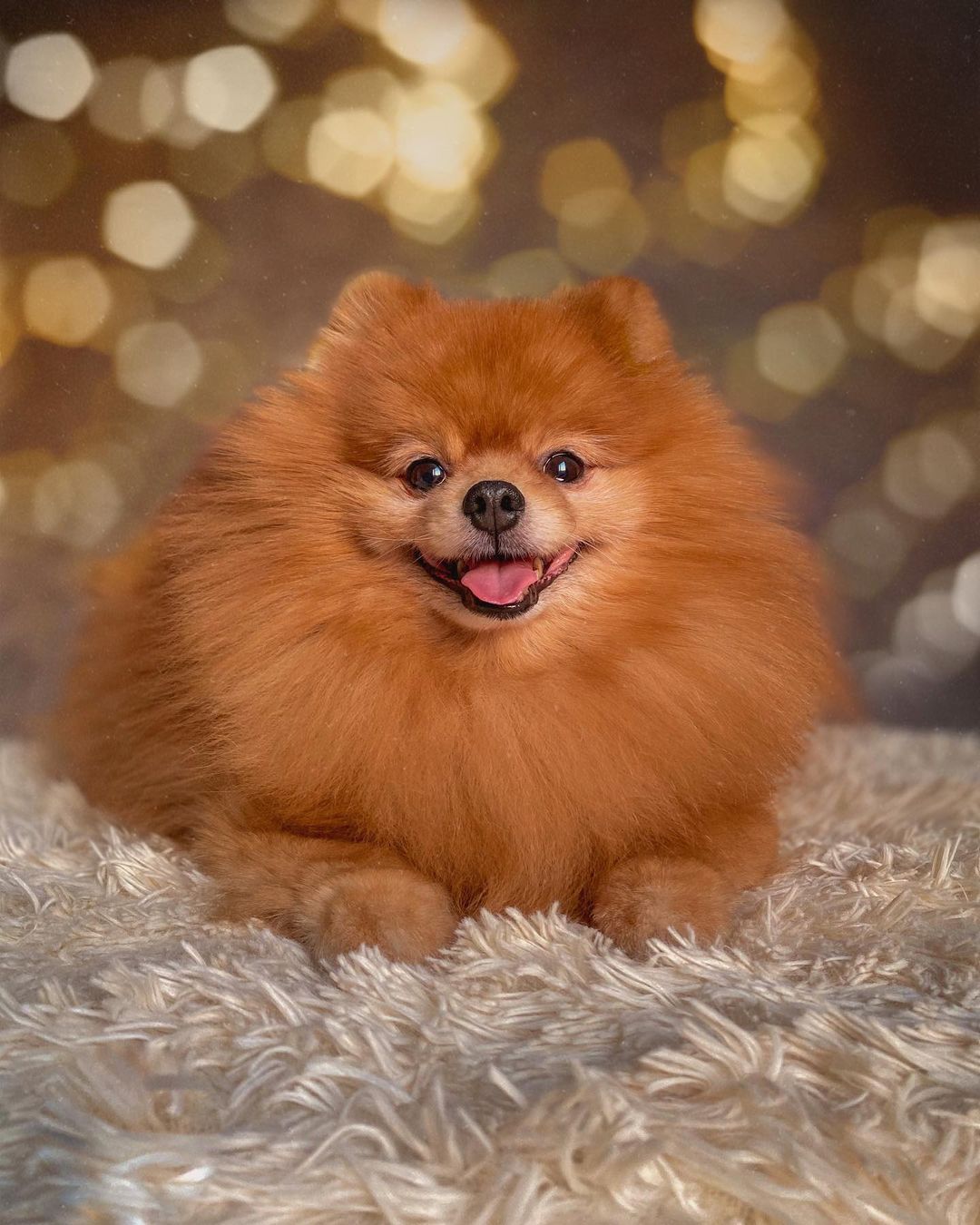 15 Cool Facts About Pomeranians 10 15 Cool Facts About Pomeranians 10