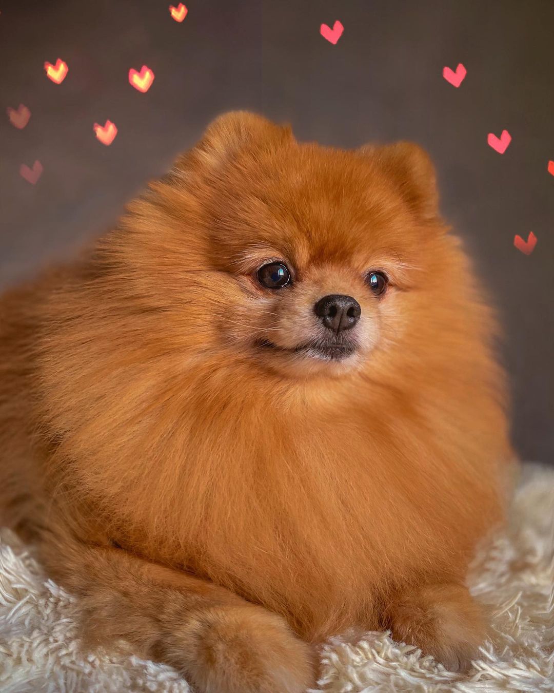 15 Cool Facts About Pomeranians 11 15 Cool Facts About Pomeranians 11