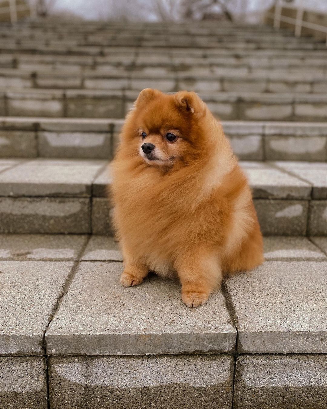 15 Cool Facts About Pomeranians 9