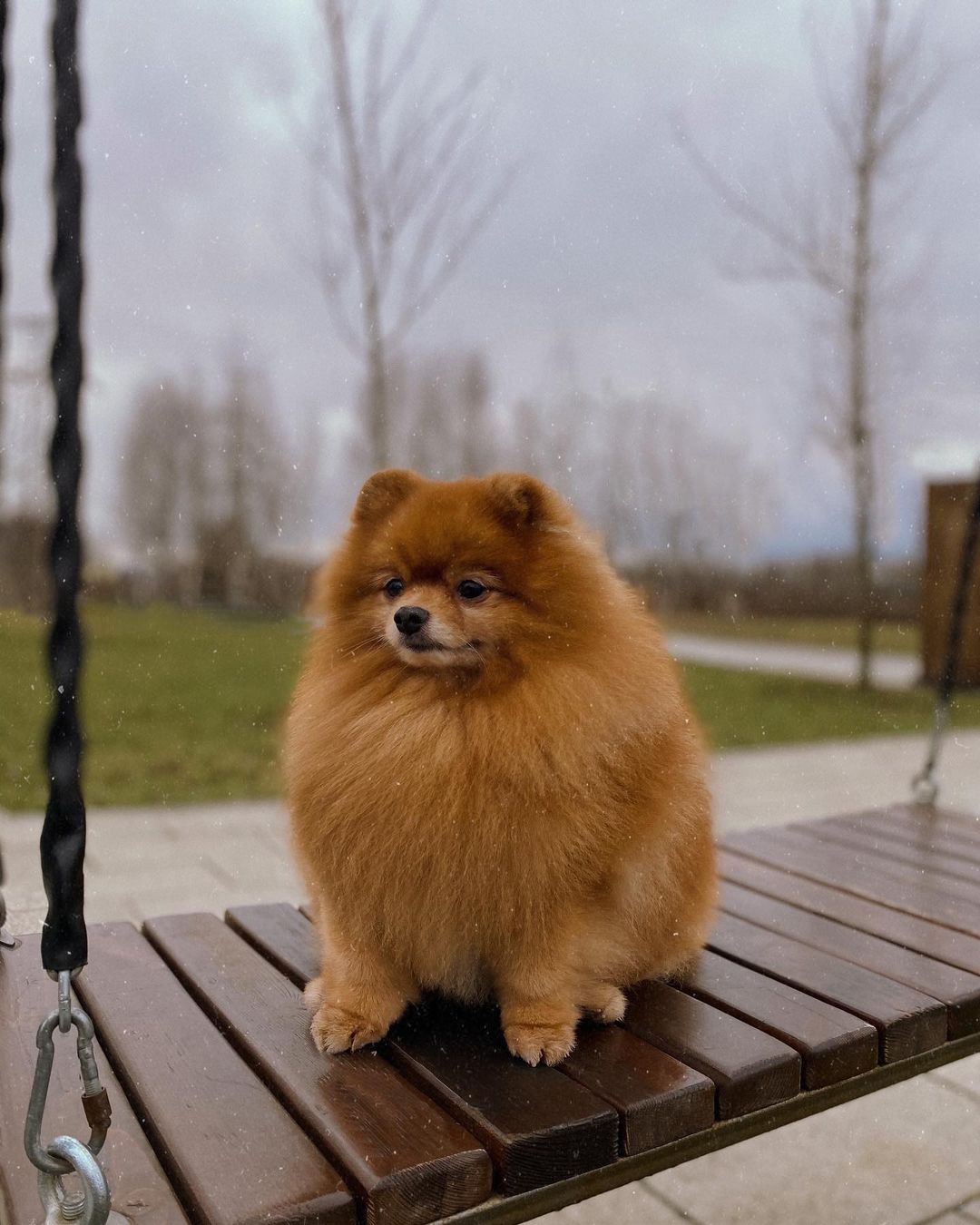 15 Cool Facts About Pomeranians 11