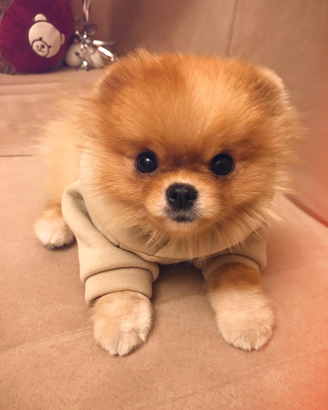 15 Cool Facts About Pomeranians 9