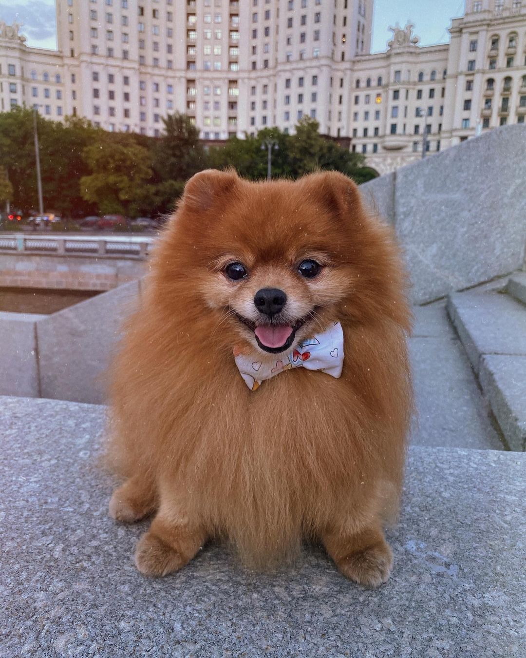 15 Interesting Facts About Pomeranians 9