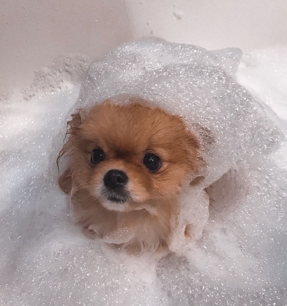 15 Cool Facts About Pomeranians 10