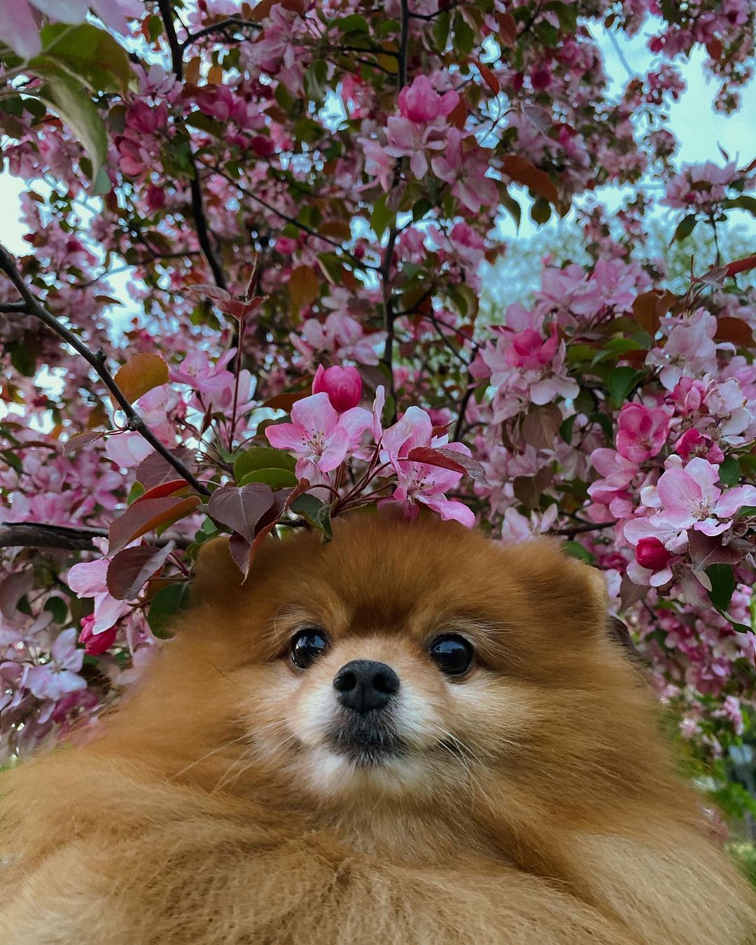 15 Cool Facts About Pomeranians 11
