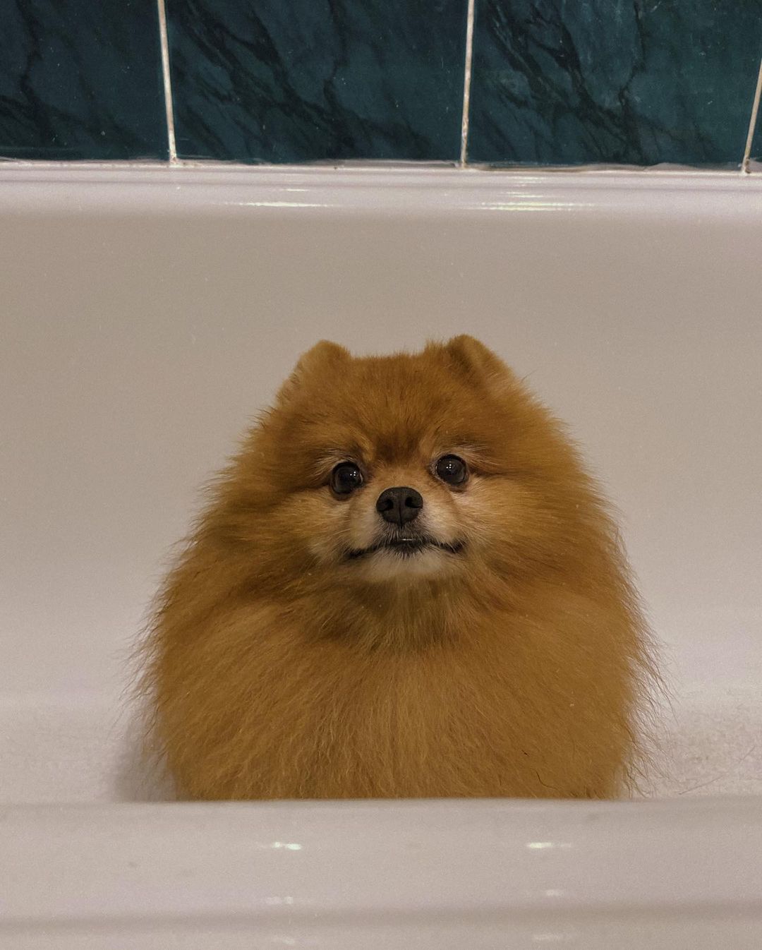 15 Cool Facts About Pomeranians 11