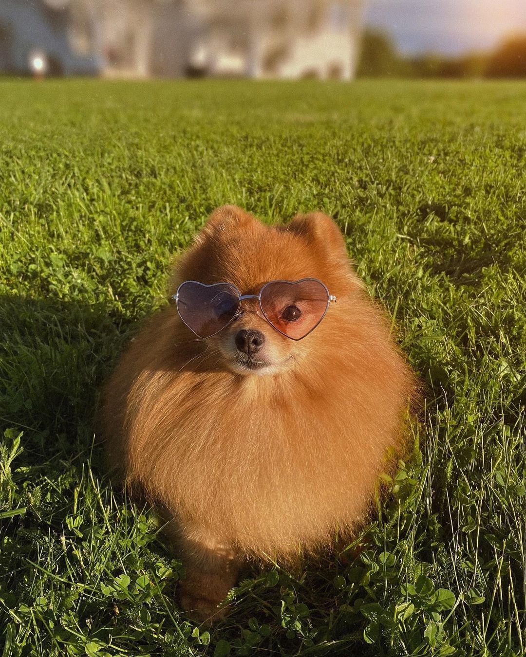 15 Cool Facts About Pomeranians 9