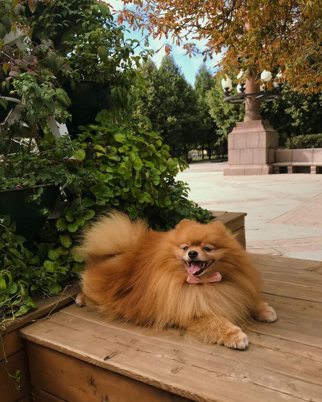 15 Interesting Facts About Pomeranians 11