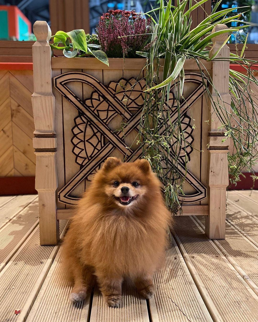 15 Interesting Facts About Pomeranians 9