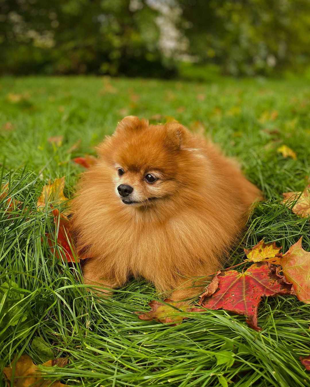 15 Interesting Facts About Pomeranians 10