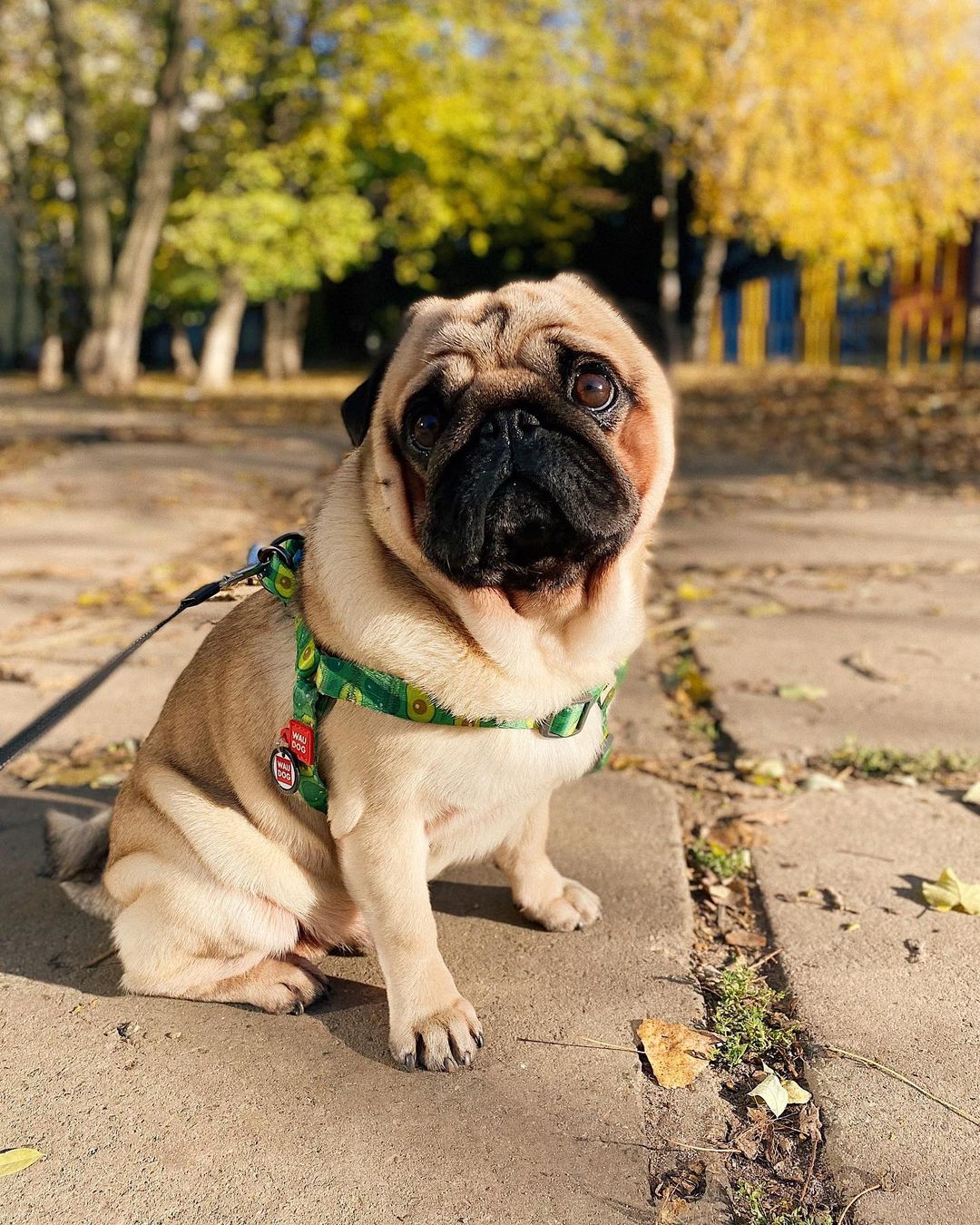 15 Cool Facts About Pugs 11 15 Cool Facts About Pugs 11