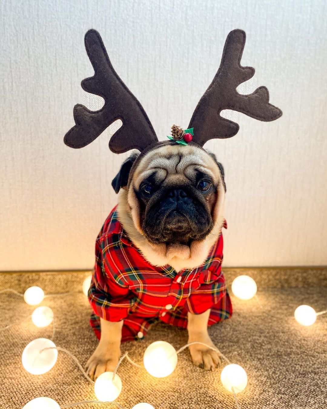 15 Amazing Facts About Pugs You Probably Never Knew 11