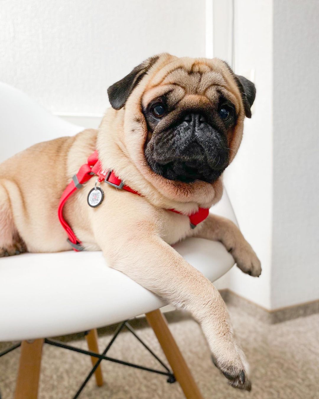 15 Amazing Facts About Pugs You Probably Never Knew 10