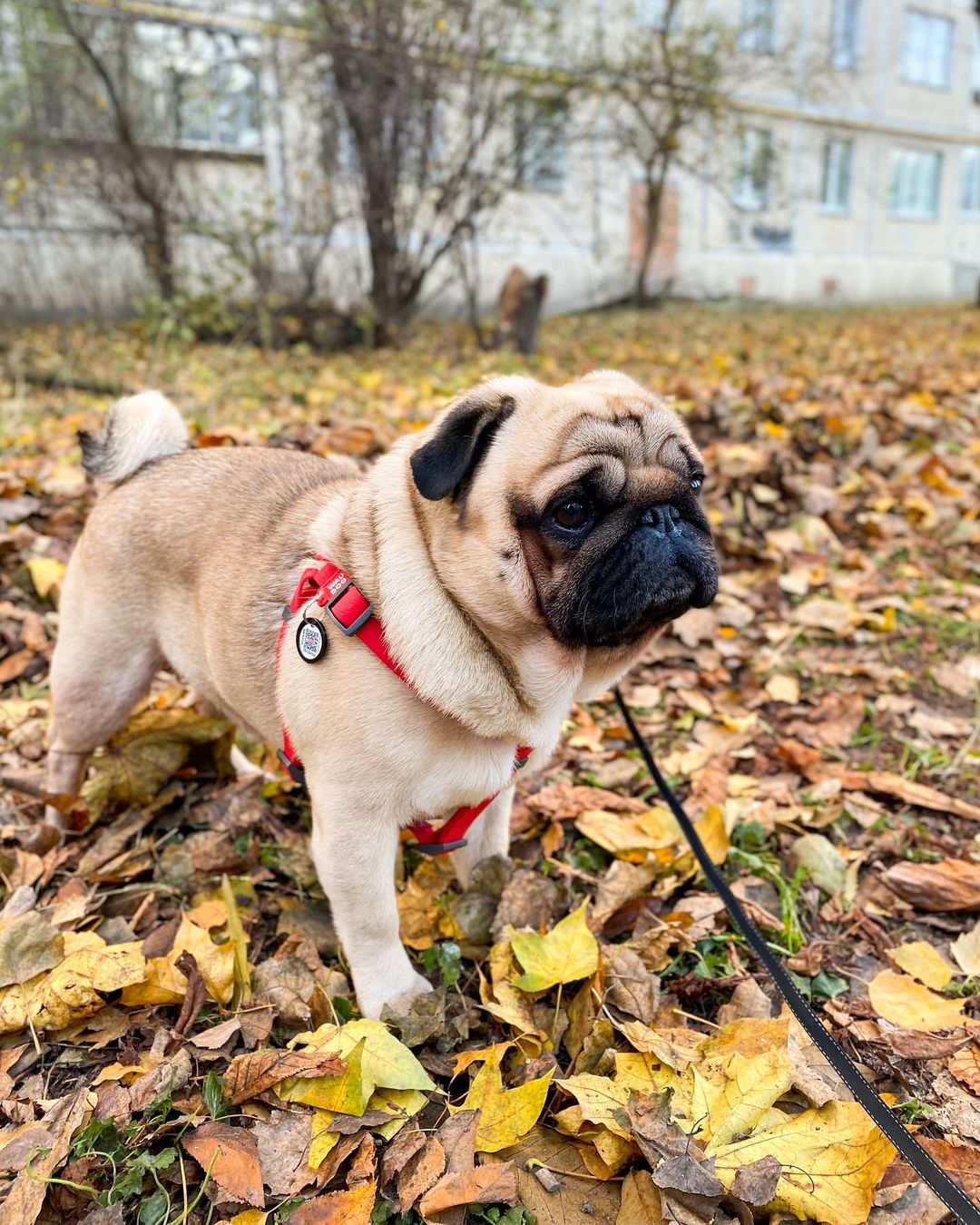 15 Amazing Facts About Pugs You Probably Never Knew 9