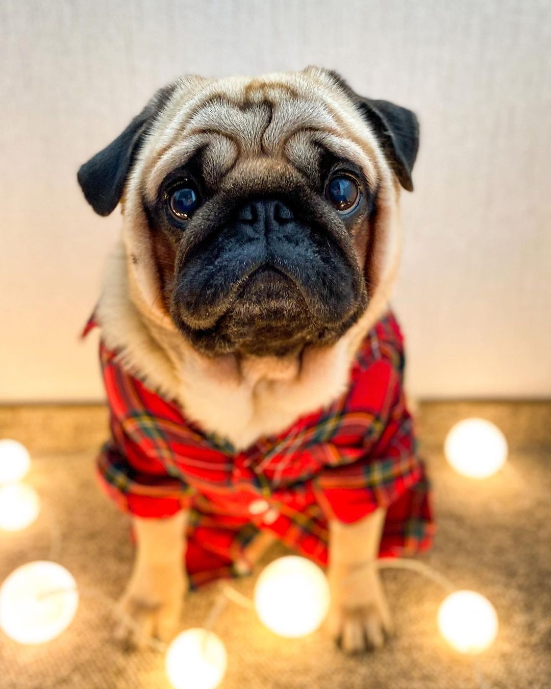 15 Cool Facts About Pugs 9