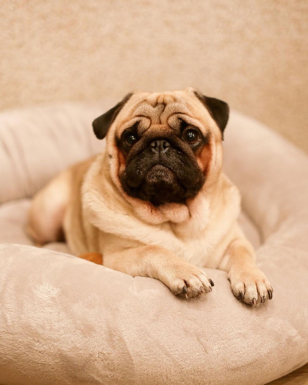 15 Cool Facts About Pugs 9