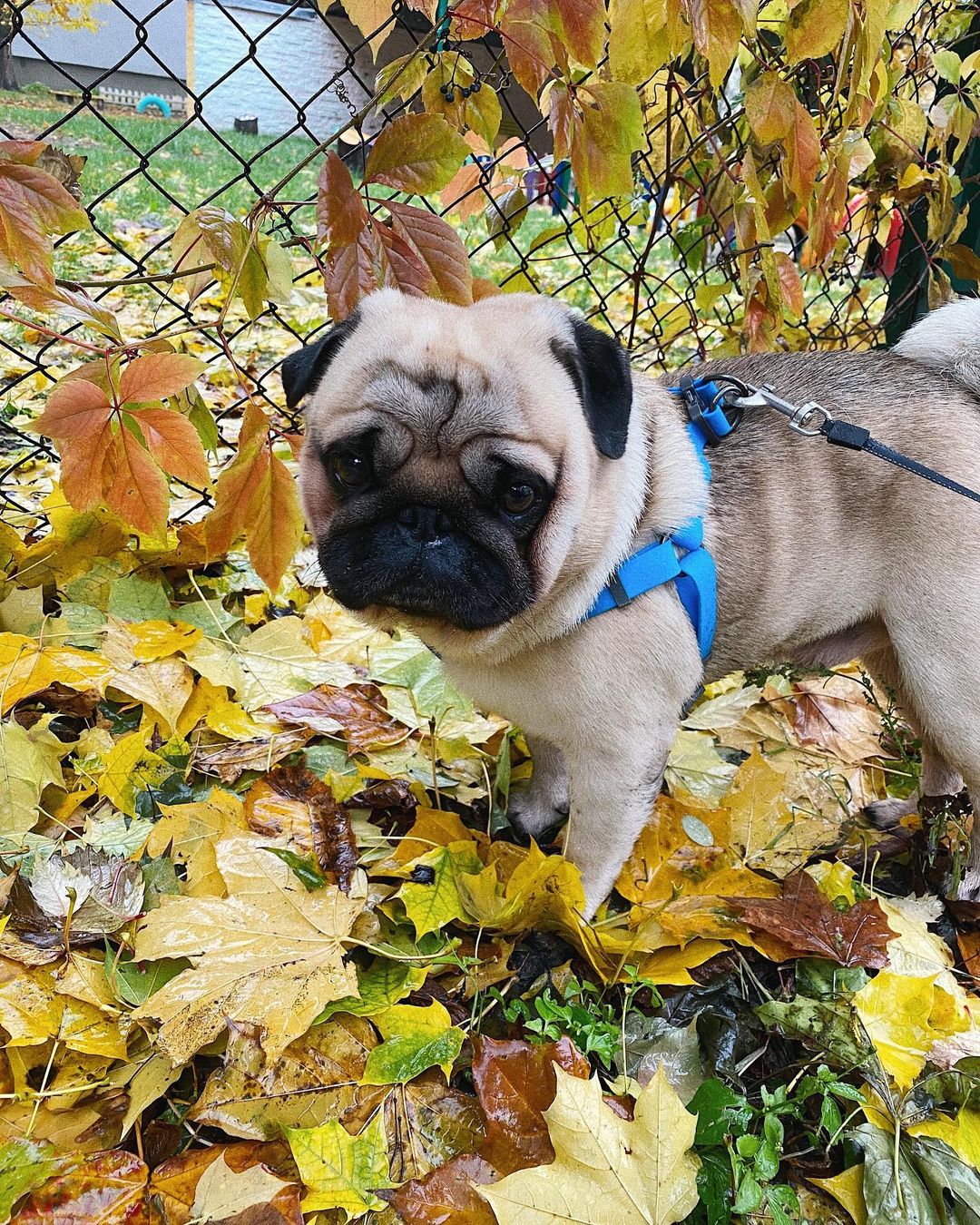 15 Cool Facts About Pugs 10