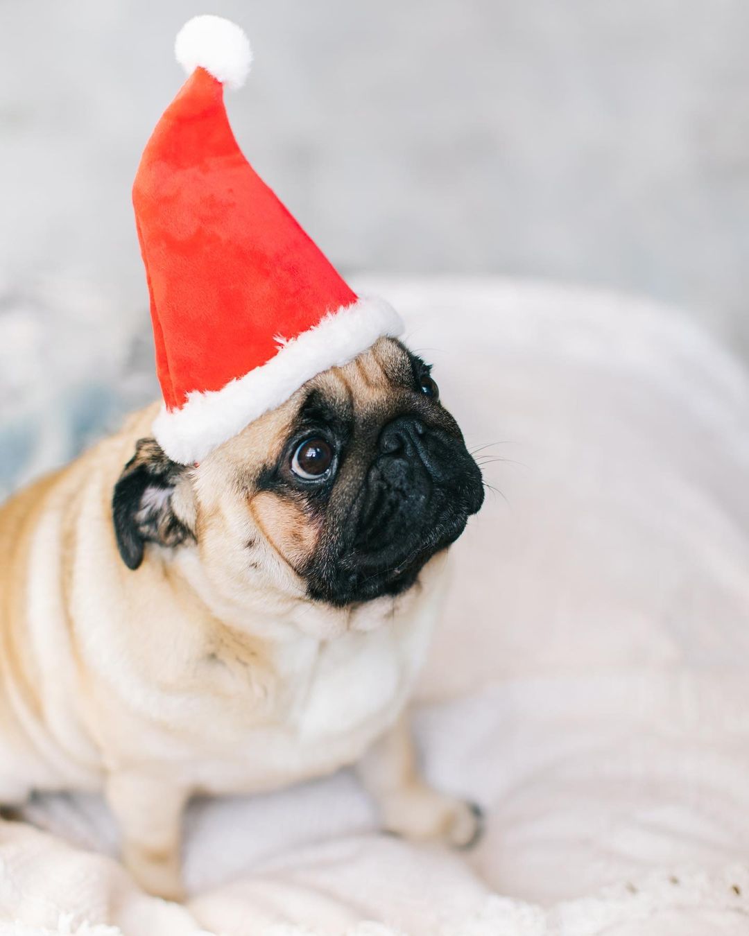 Gifts to Get Your Pup