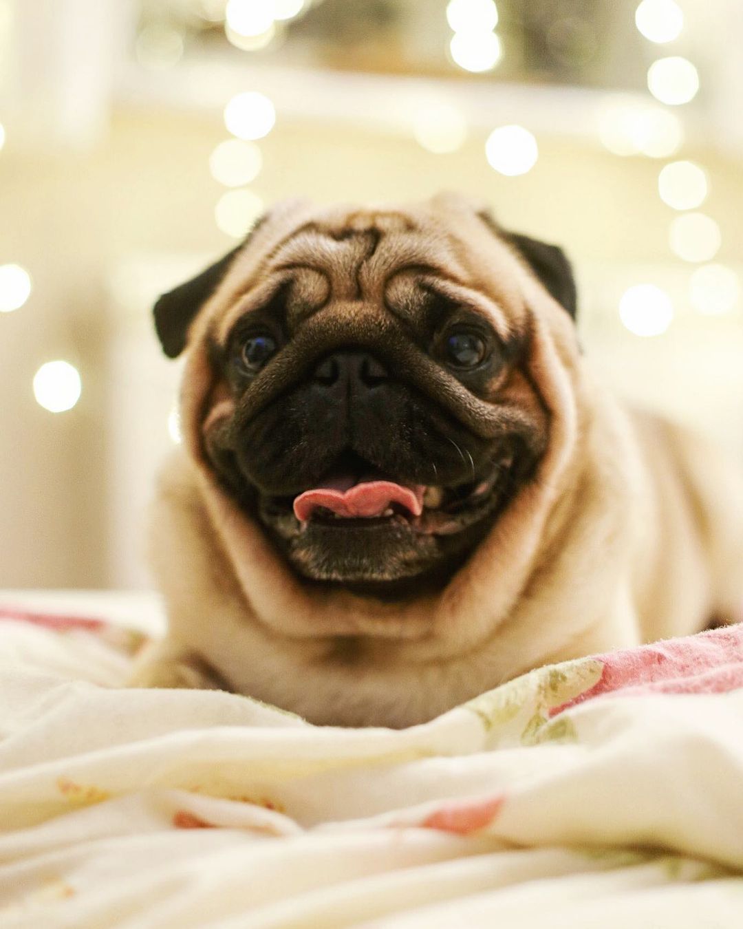 15 Interesting Facts About Pugs 9 15 Interesting Facts About Pugs 9