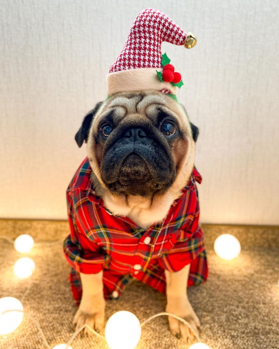 The 100 All-Time Best Quotes About Dogs 4