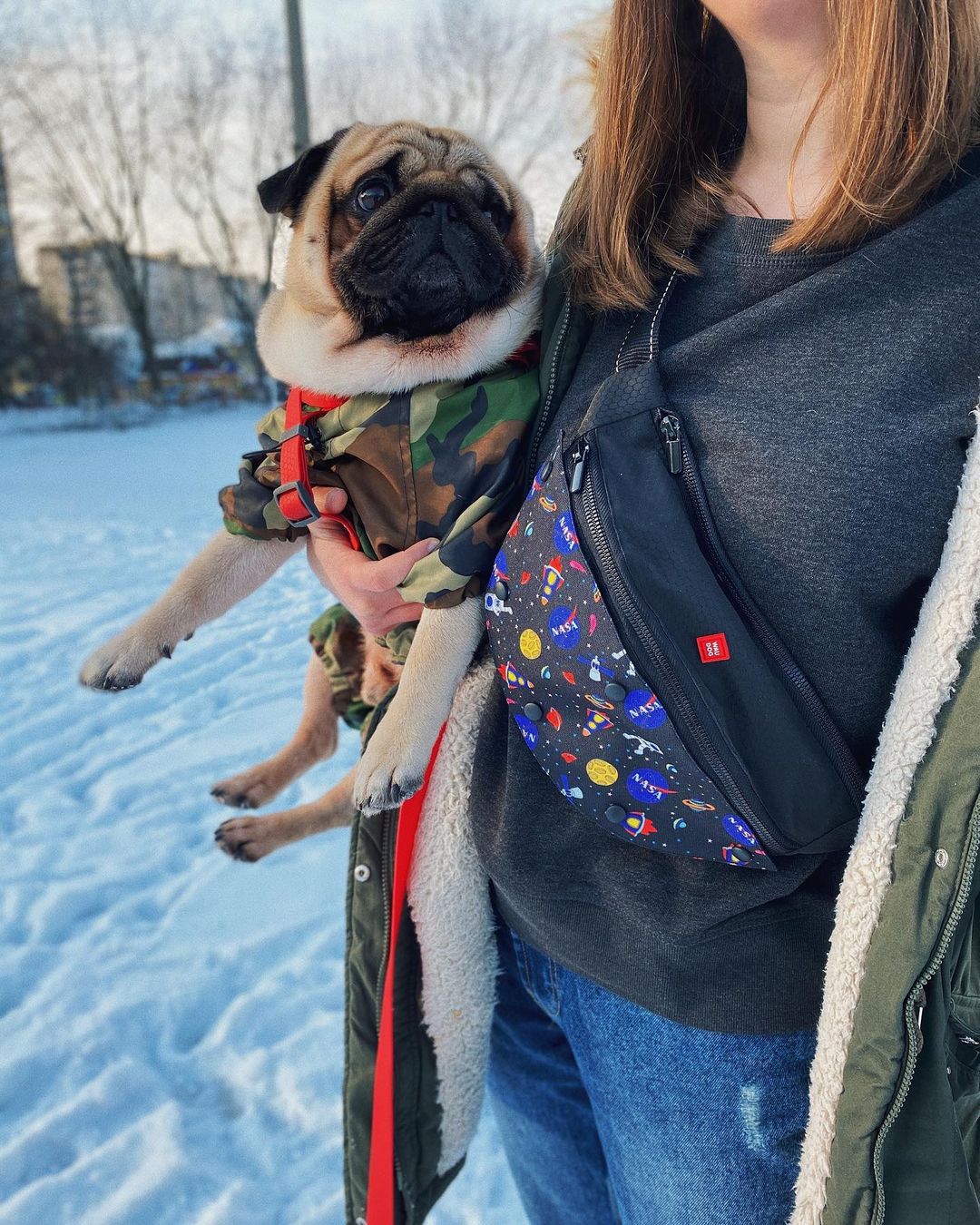 15 Interesting Facts About Pugs 11