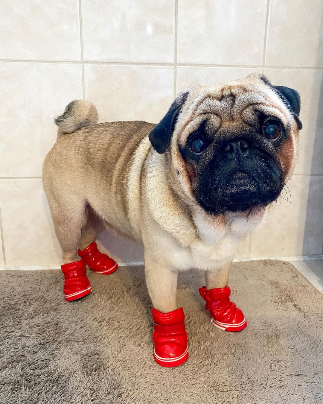 15 Interesting Facts About Pugs 9