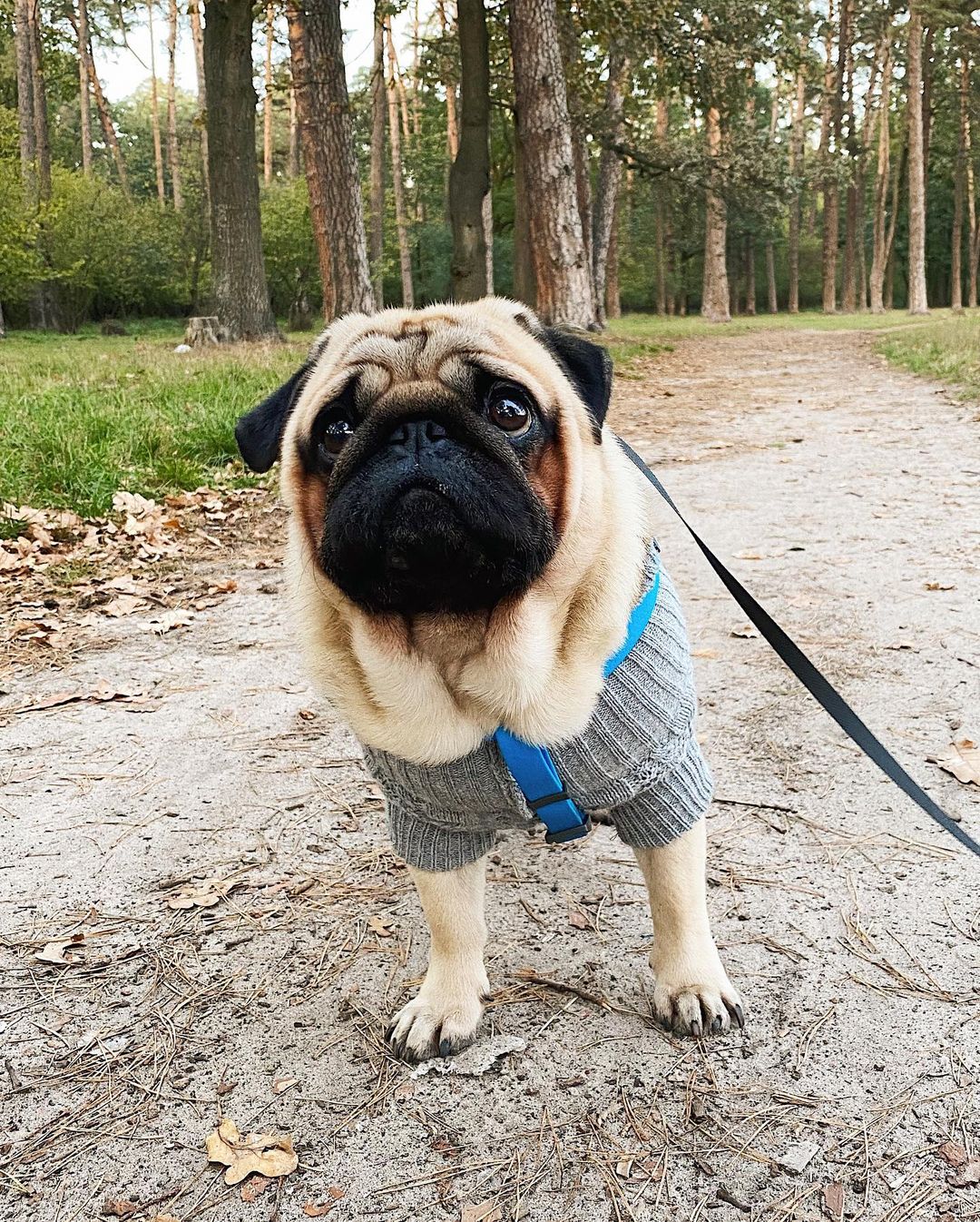15 Cool Facts About Pugs 11