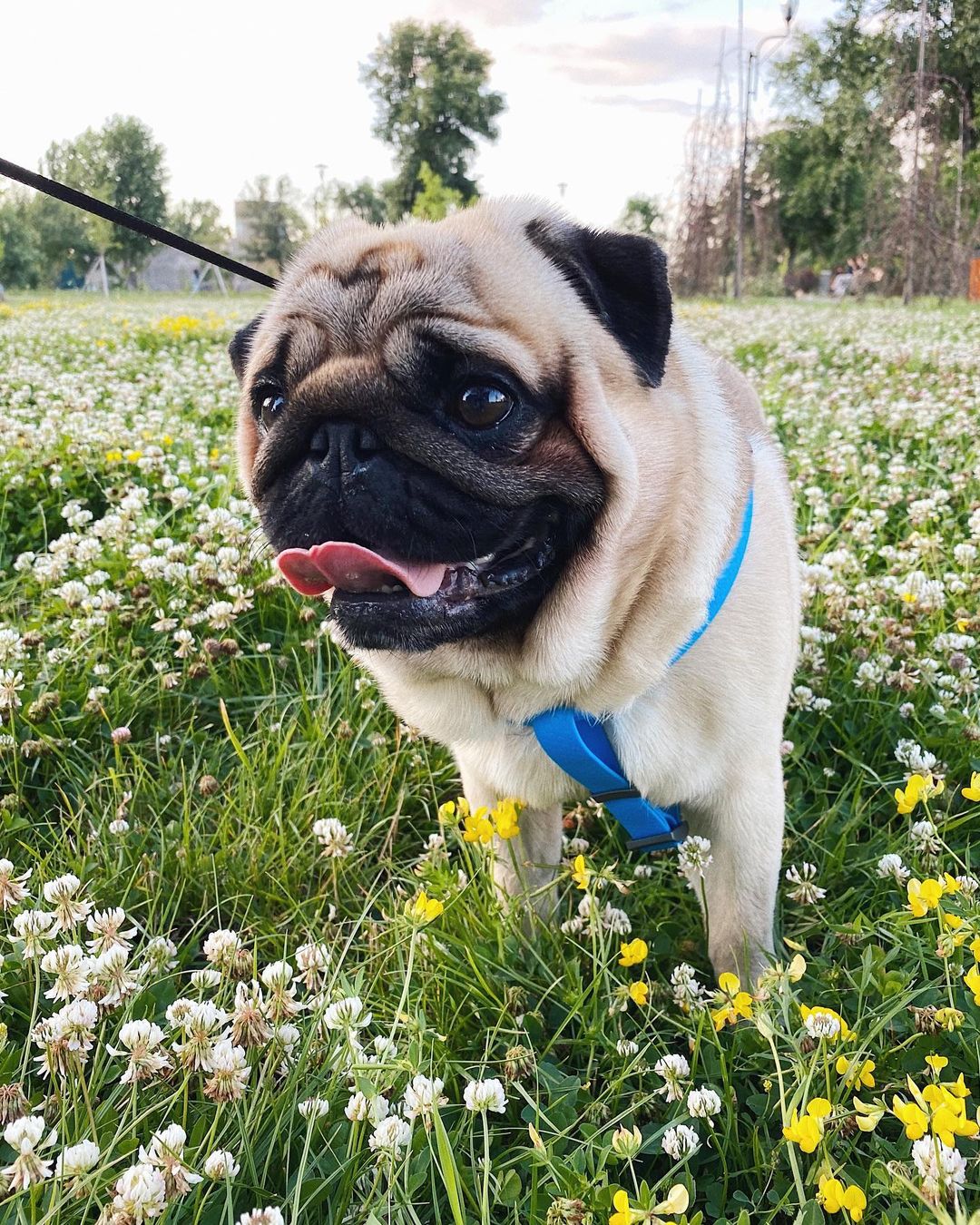 15 Cool Facts About Pugs 10