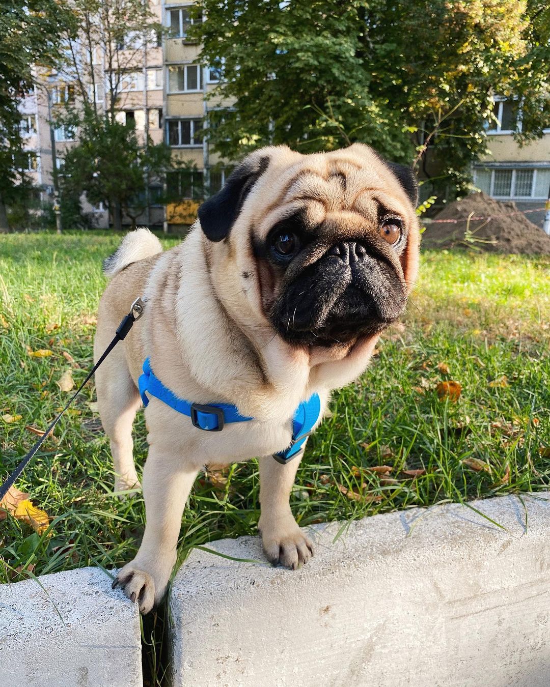 15 Cool Facts About Pugs 10