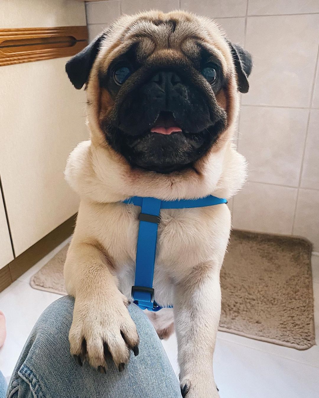 15 Cool Facts About Pugs 11