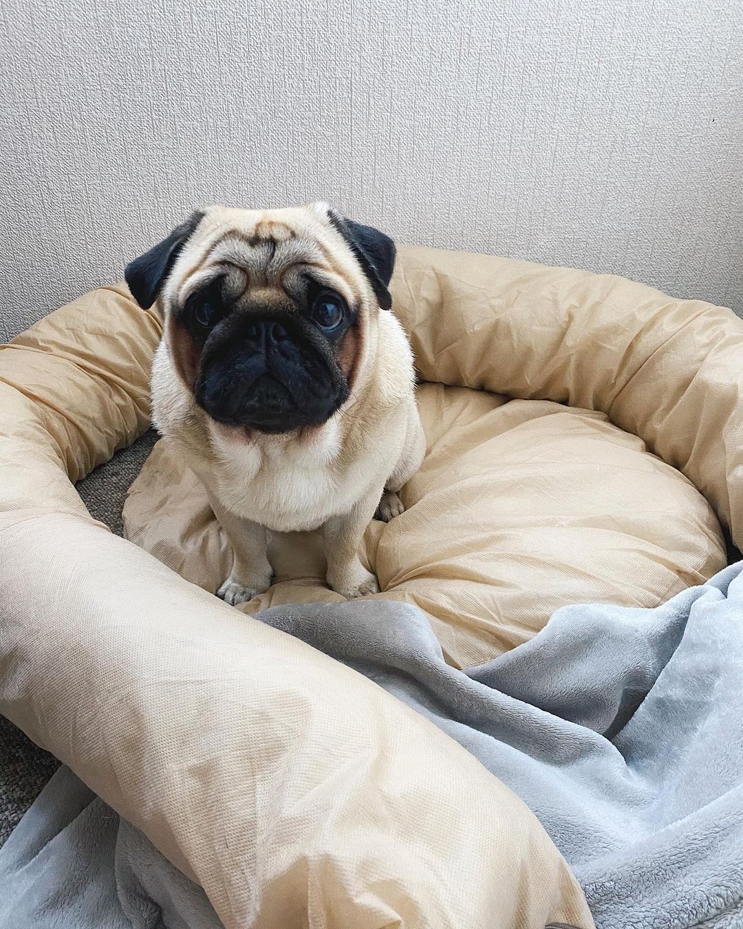 15 Cool Facts About Pugs 11 15 Cool Facts About Pugs 11