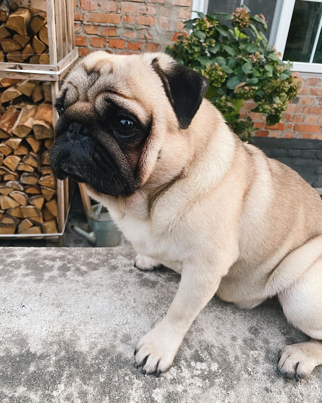 15 Cool Facts About Pugs 9 15 Cool Facts About Pugs 9