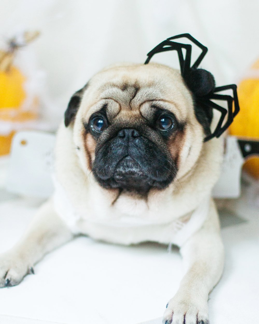 15 Cool Facts About Pugs 11