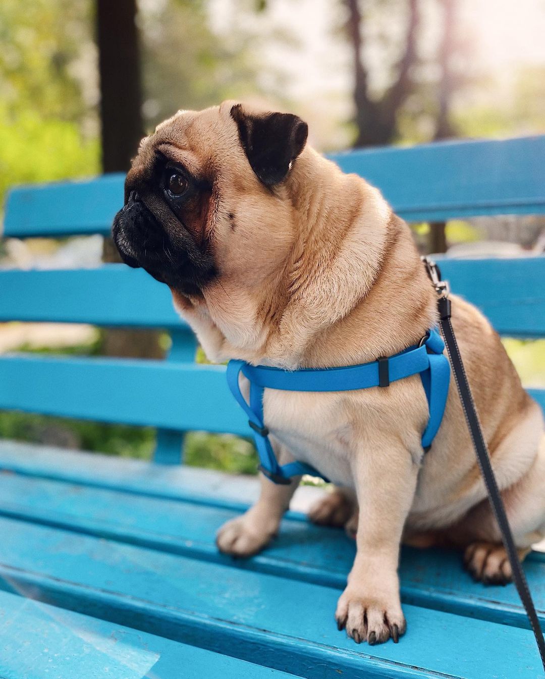 15 Interesting Facts About Pugs 10