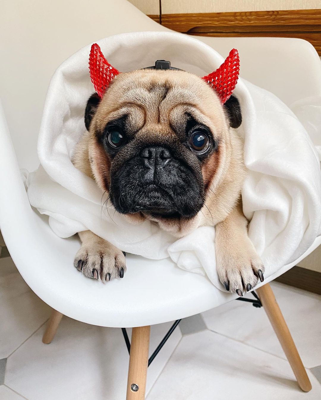 15 Interesting Facts About Pugs 10